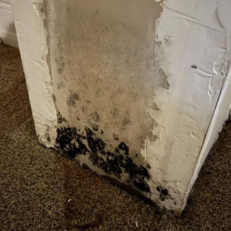 Professional Mold Removal in Crystal Lawns, IL